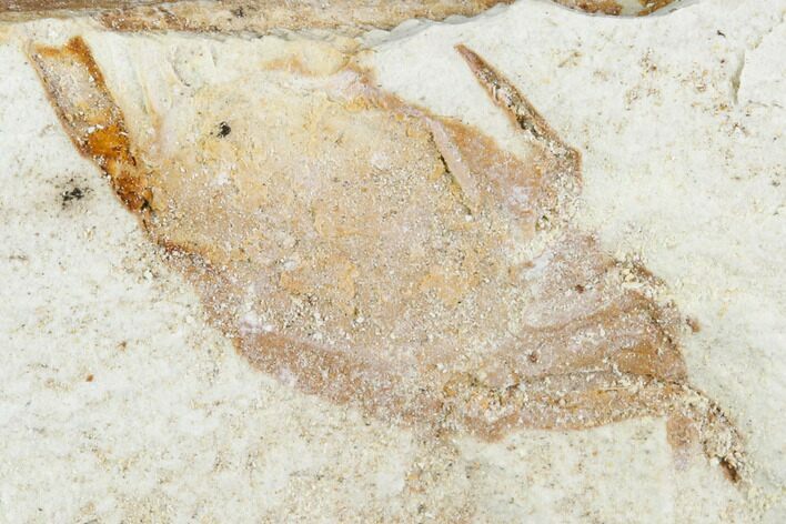 Partial Fossil Pea Crab (Pinnixa) From California - Miocene #105039